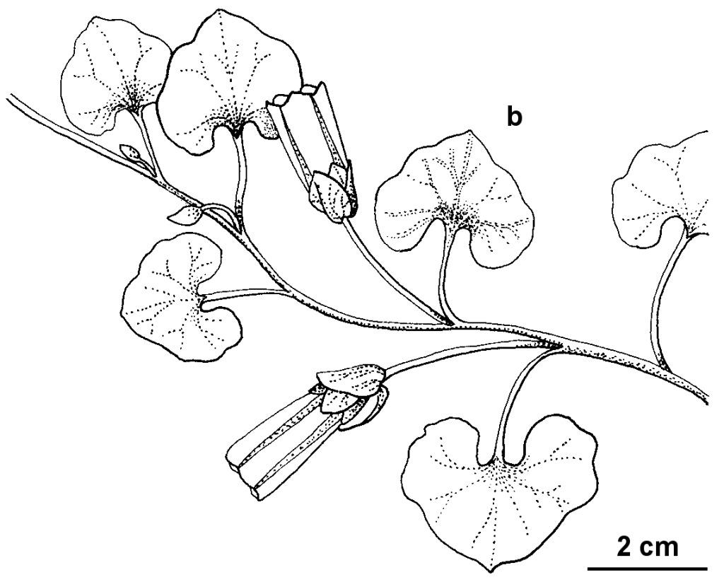 Calystegia soldanella (hero image)