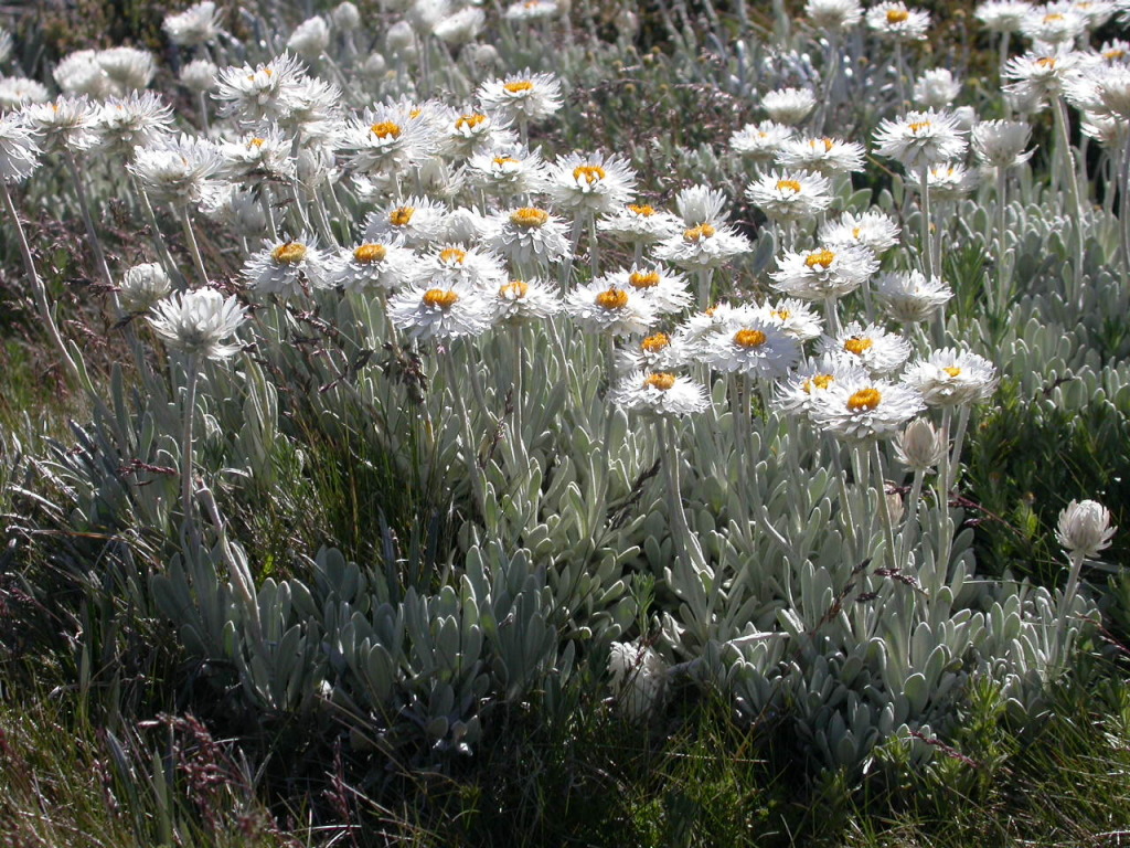 Leucochrysum alpinum (hero image)