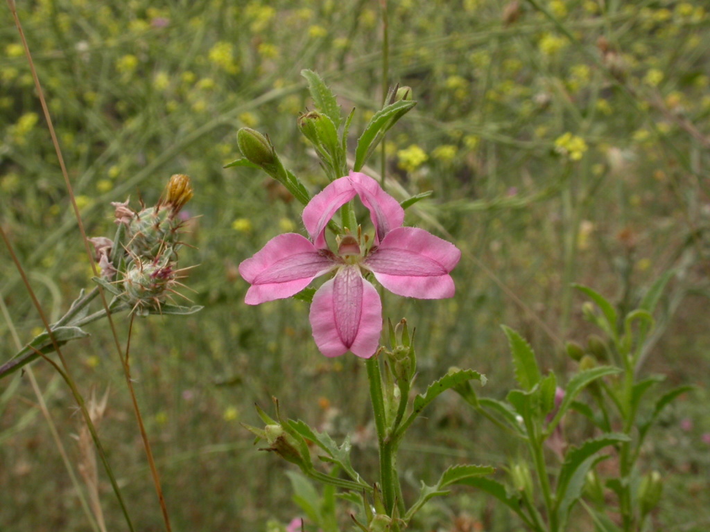 Goodenia macmillanii (hero image)