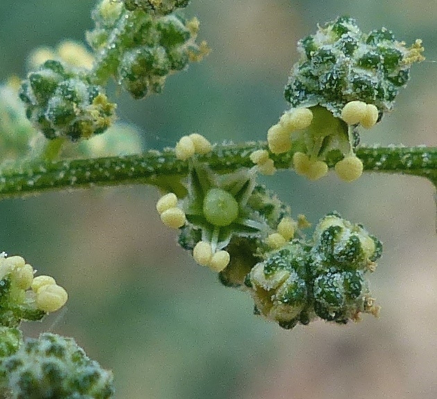 Chenopodium (hero image)