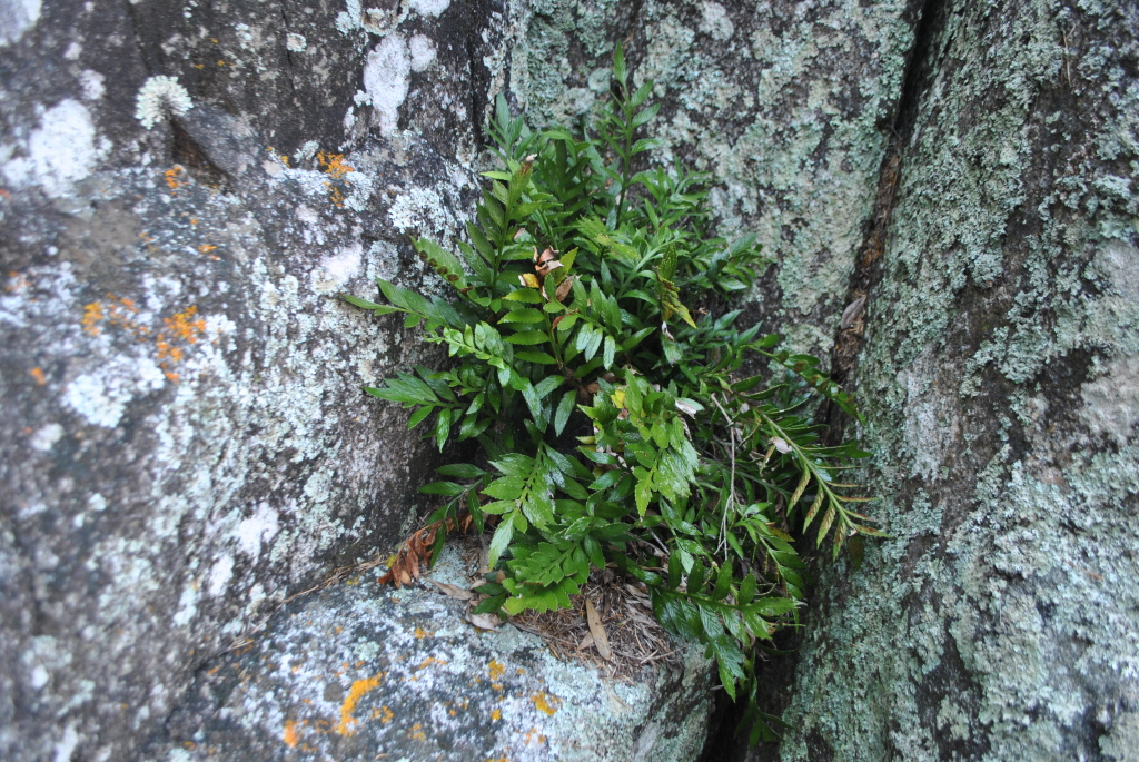 Asplenium decurrens (hero image)