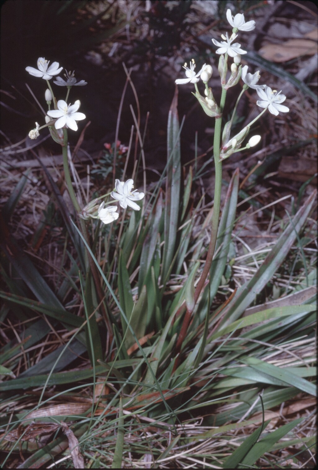 Libertia pulchella (hero image)