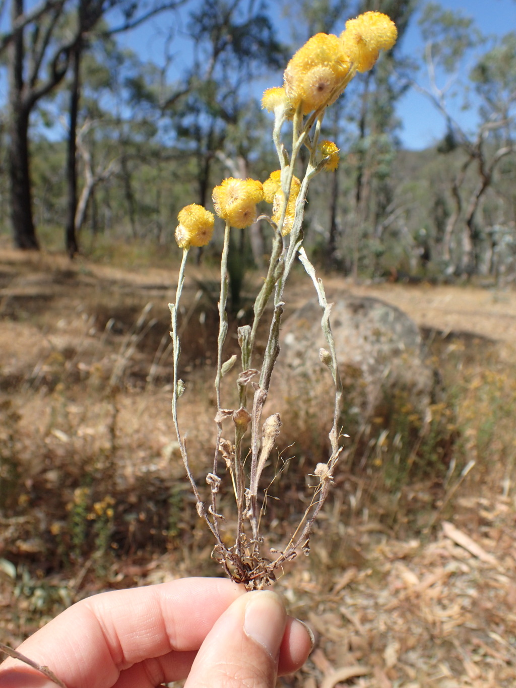 Chrysocephalum (hero image)