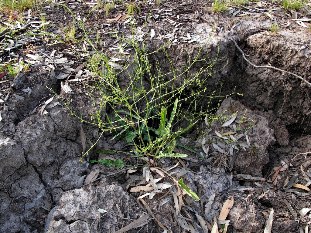 Rumex brownii (hero image)