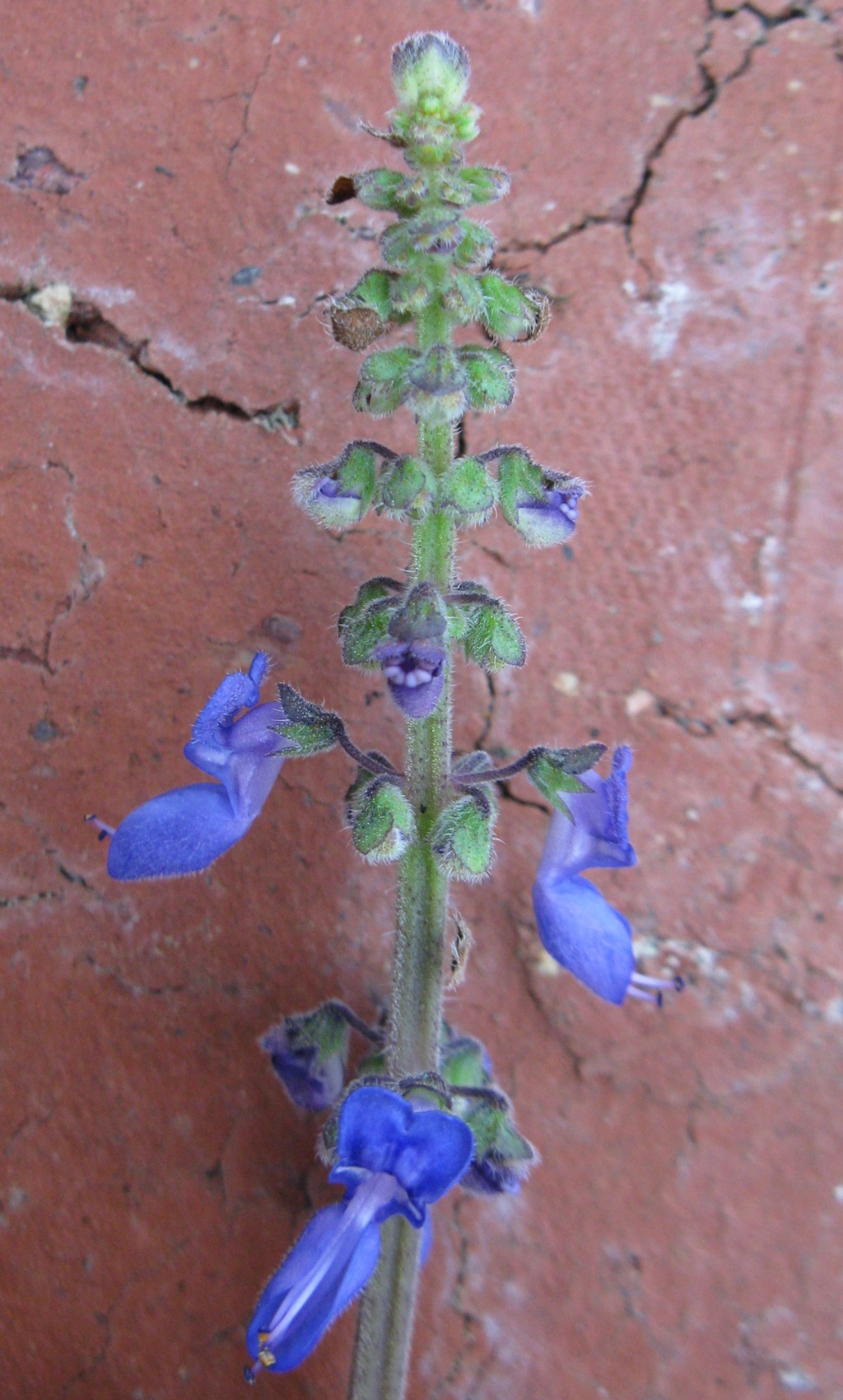 Coleus graveolens (hero image)