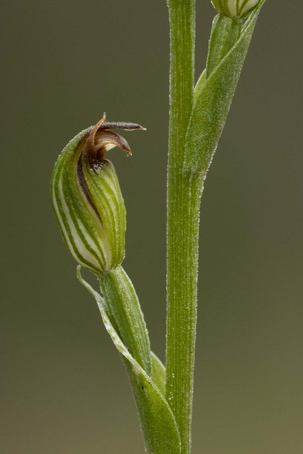 Pterostylis clivosa (hero image)