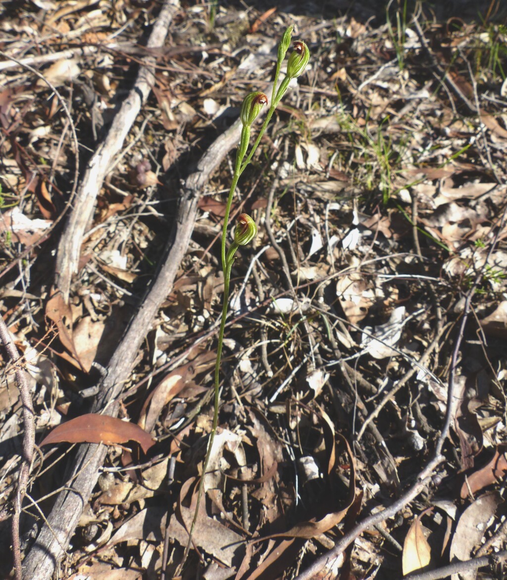 Pterostylis rubescens (hero image)