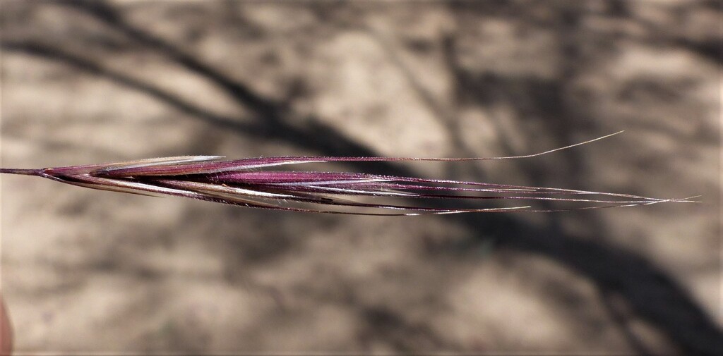 Bromus madritensis (hero image)