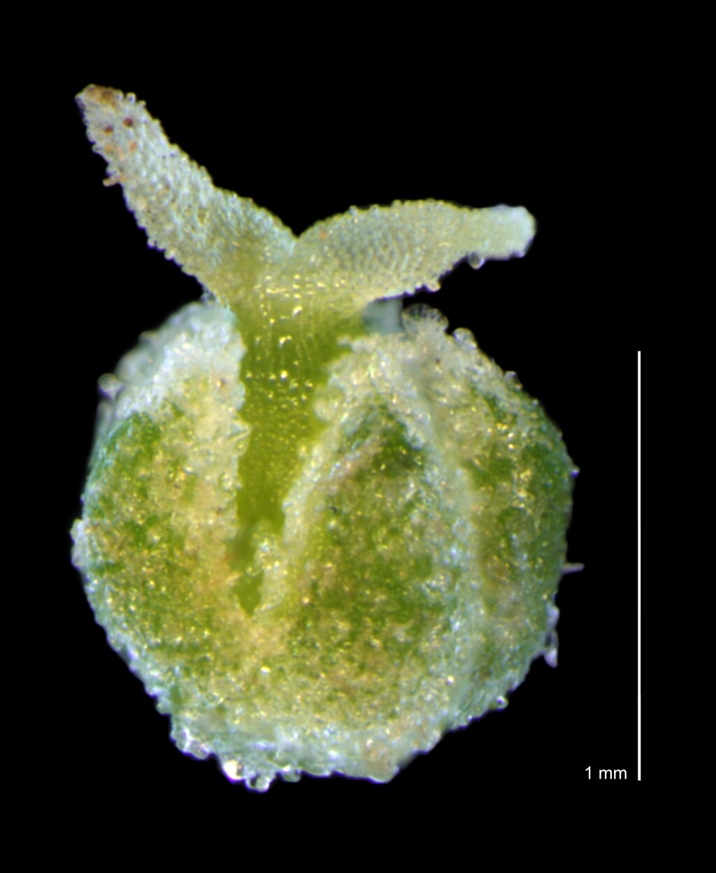 Rhagodia candolleana (hero image)