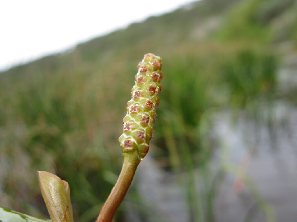 Potamogeton (hero image)