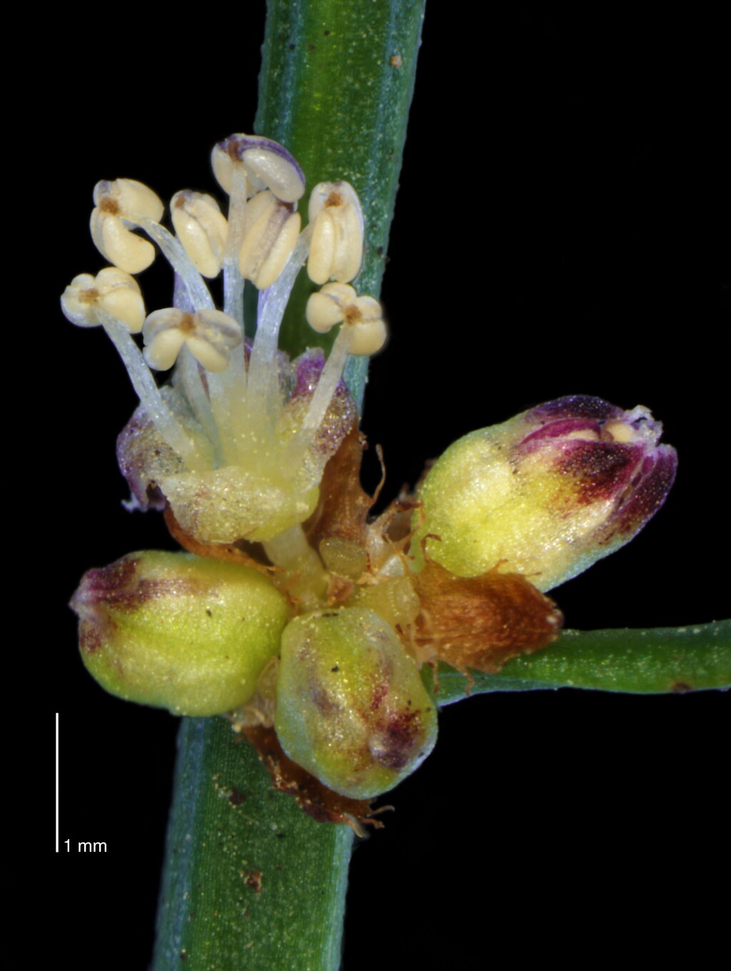 Amperea xiphoclada var. xiphoclada (hero image)