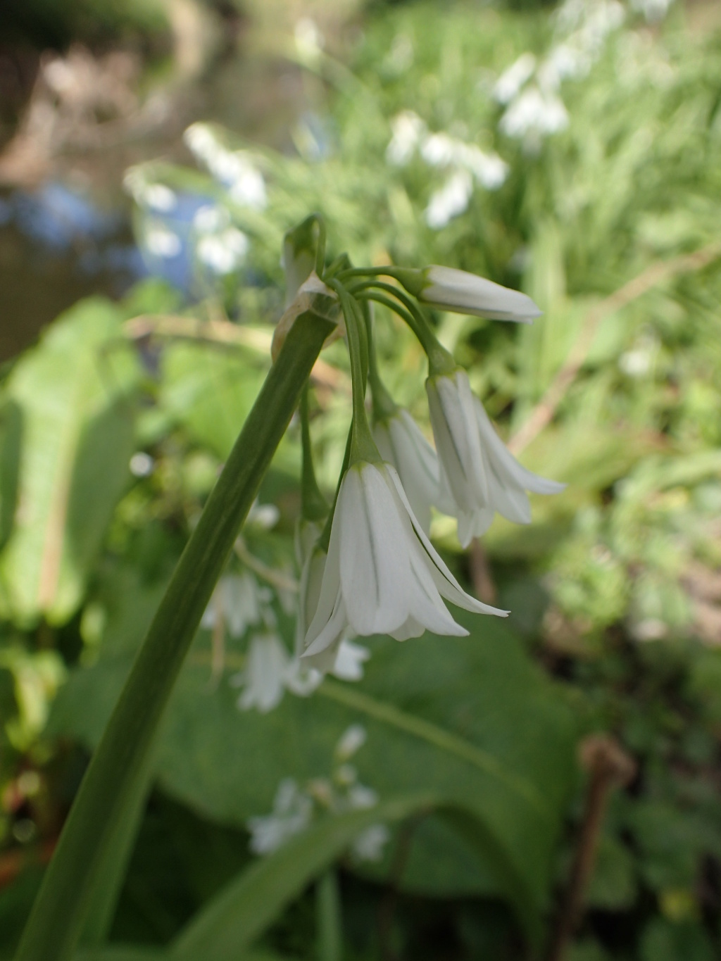 Allium triquetrum (hero image)