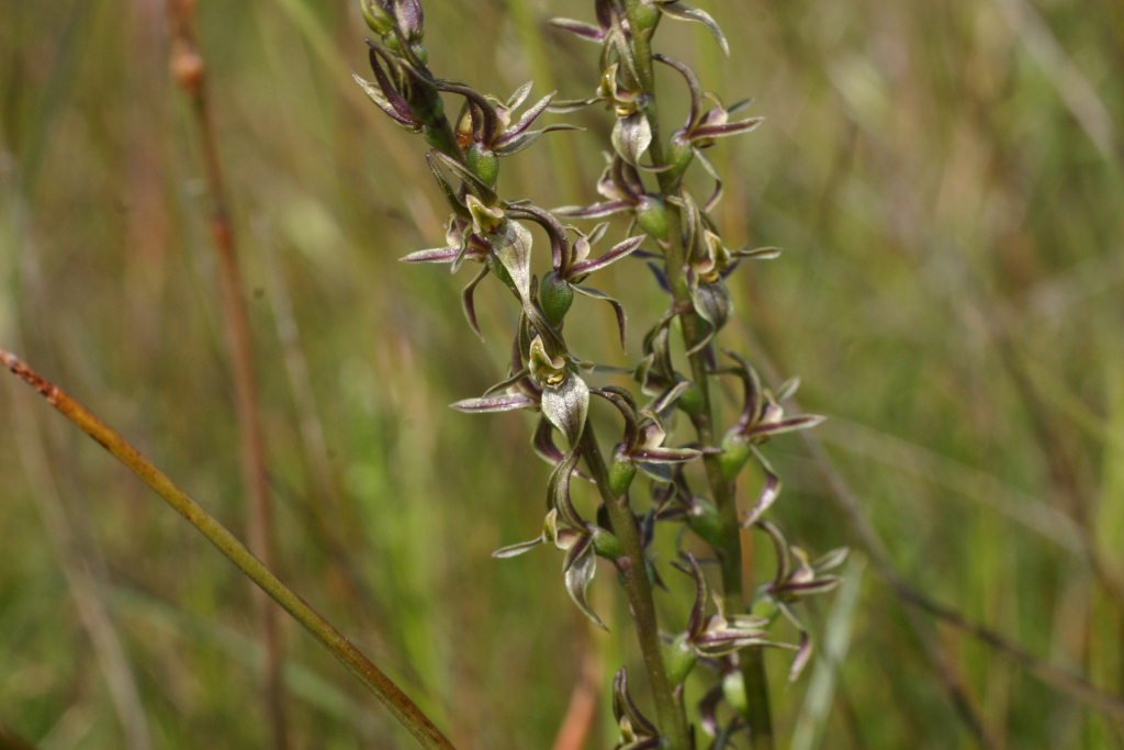 Prasophyllum suaveolens (hero image)