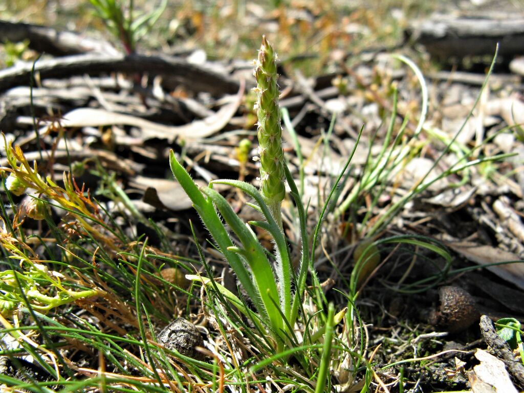 Plantago coronopus (hero image)