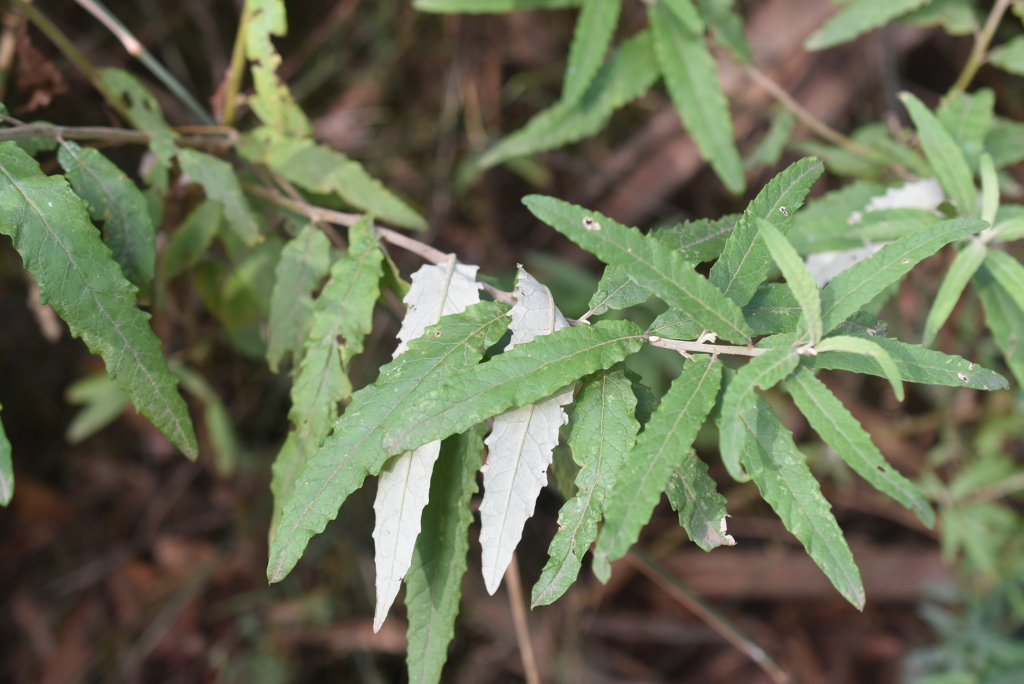 Olearia phlogopappa subsp. continentalis (hero image)