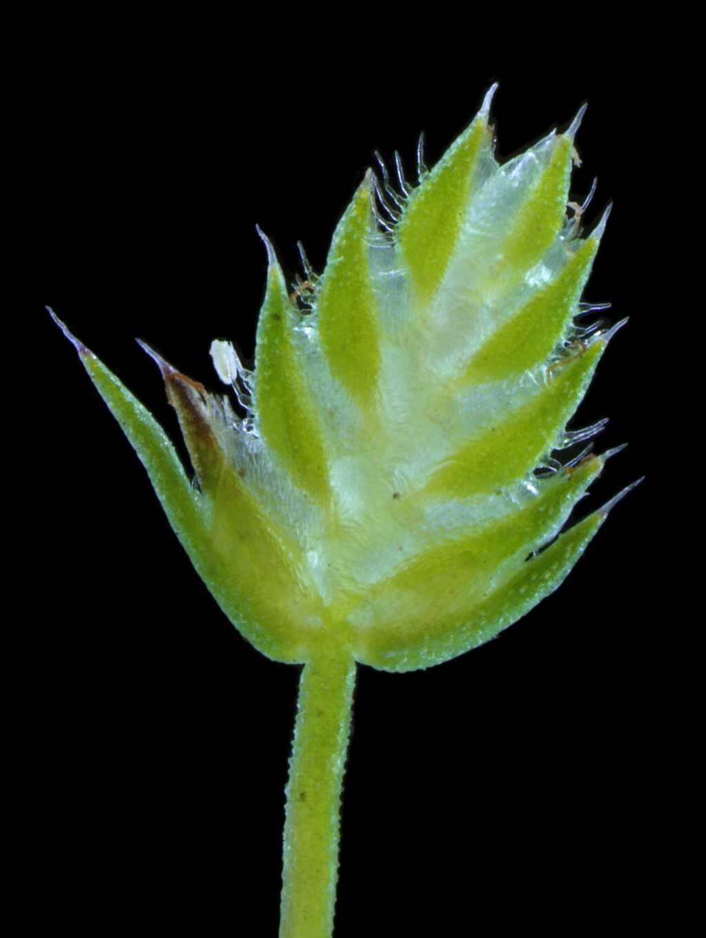Aphelia pumilio (hero image)
