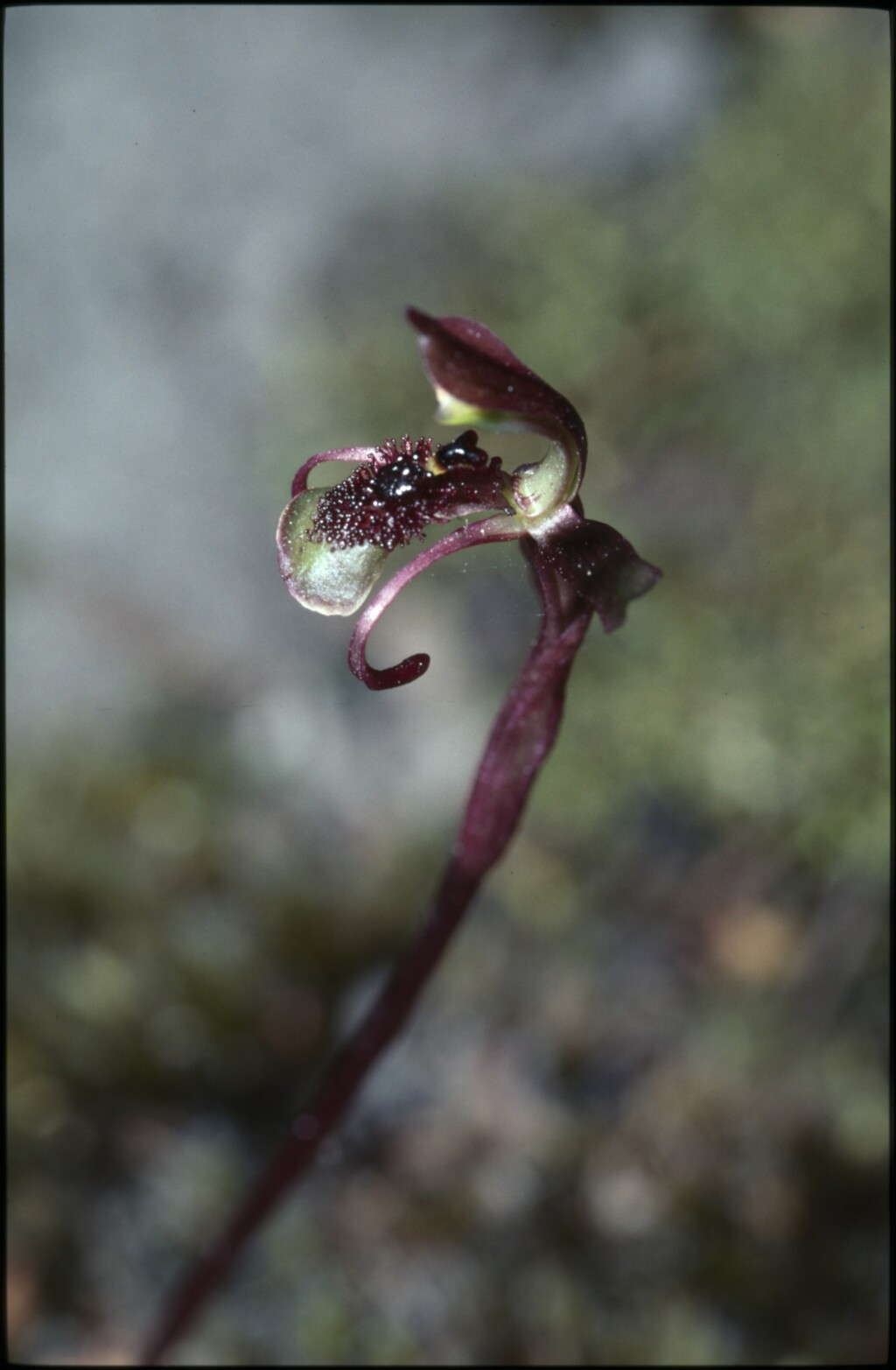 Chiloglottis curviclavia (hero image)