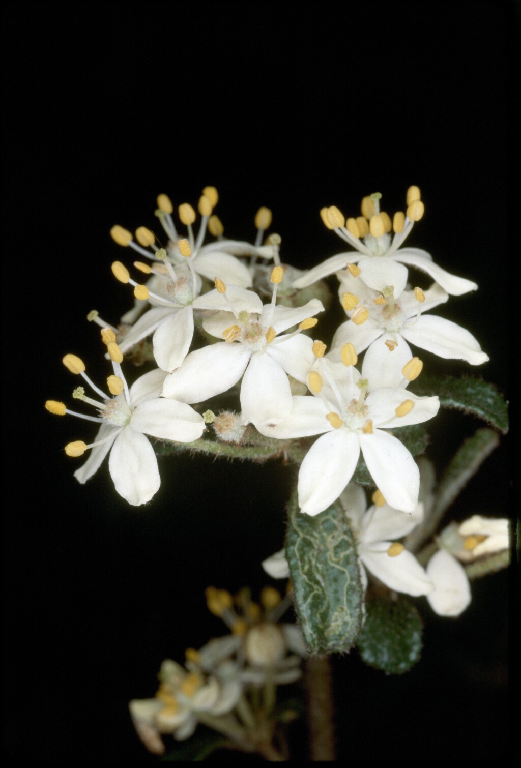 Asterolasia asteriscophora subsp. albiflora (hero image)