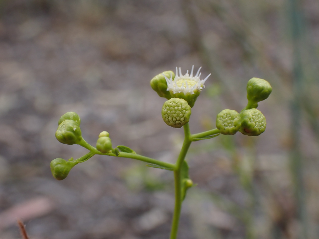 Ethuliopsis cunninghamii (hero image)