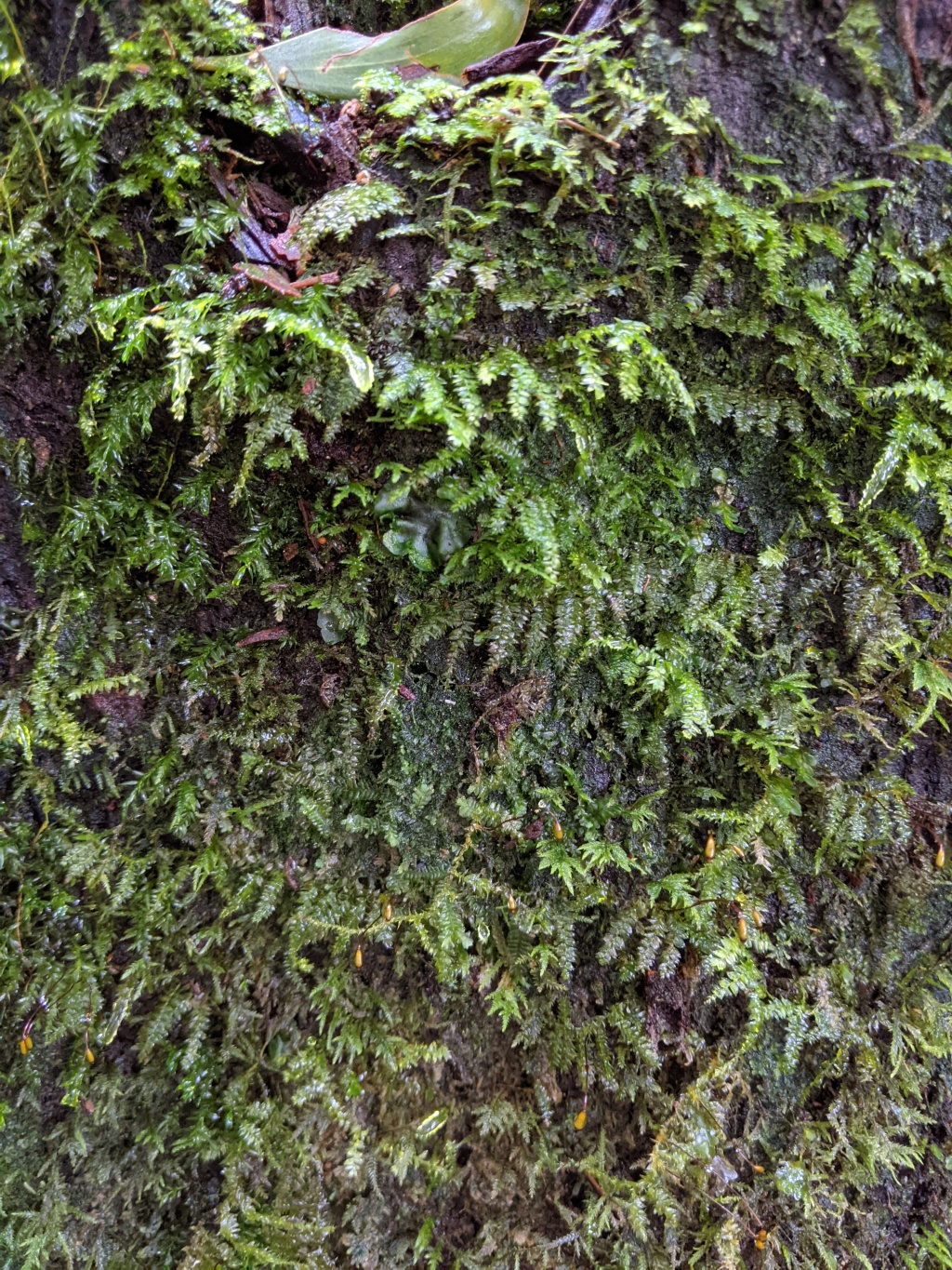 Rhynchostegium tenuifolium (hero image)