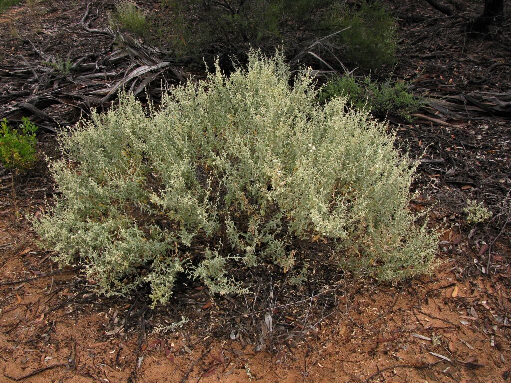 Atriplex stipitata (hero image)