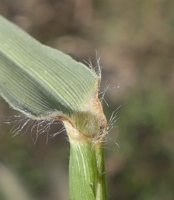 Cenchrus longisetus (hero image)