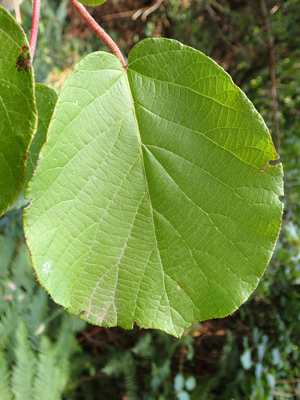 Actinidia (hero image)