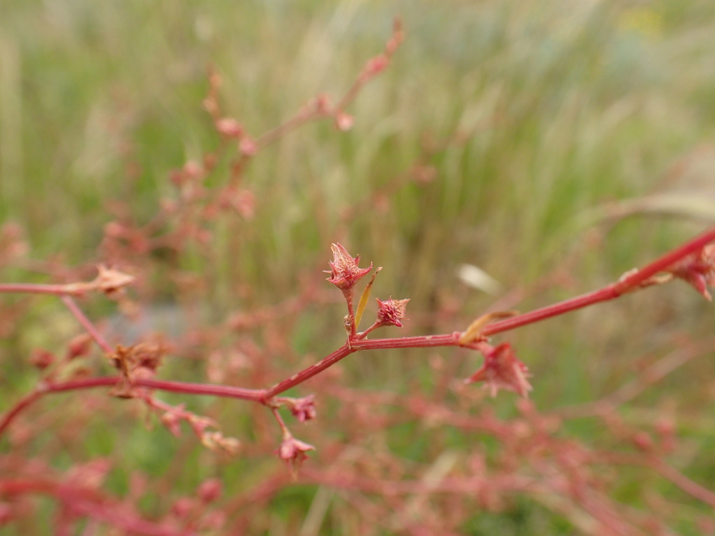 Rumex dumosus (hero image)