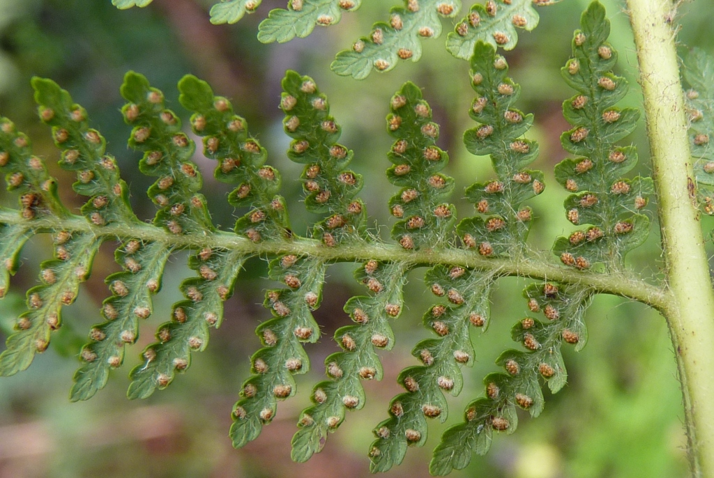 Calochlaena dubia (hero image)