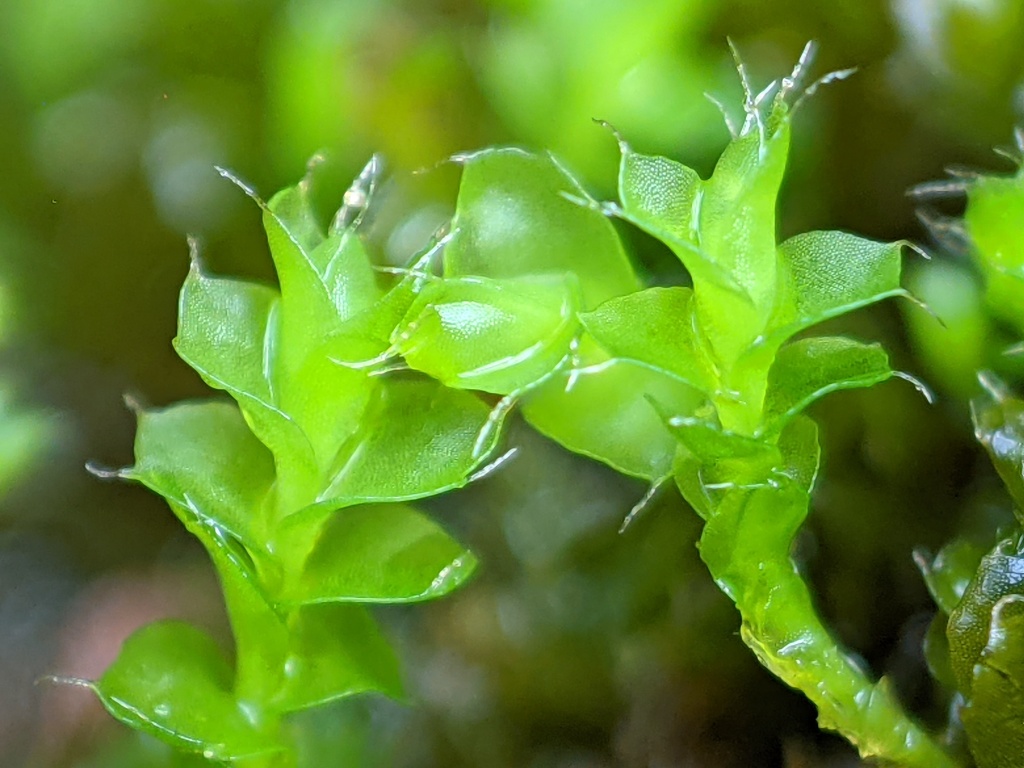 Pseudomarsupidium piliferum (hero image)