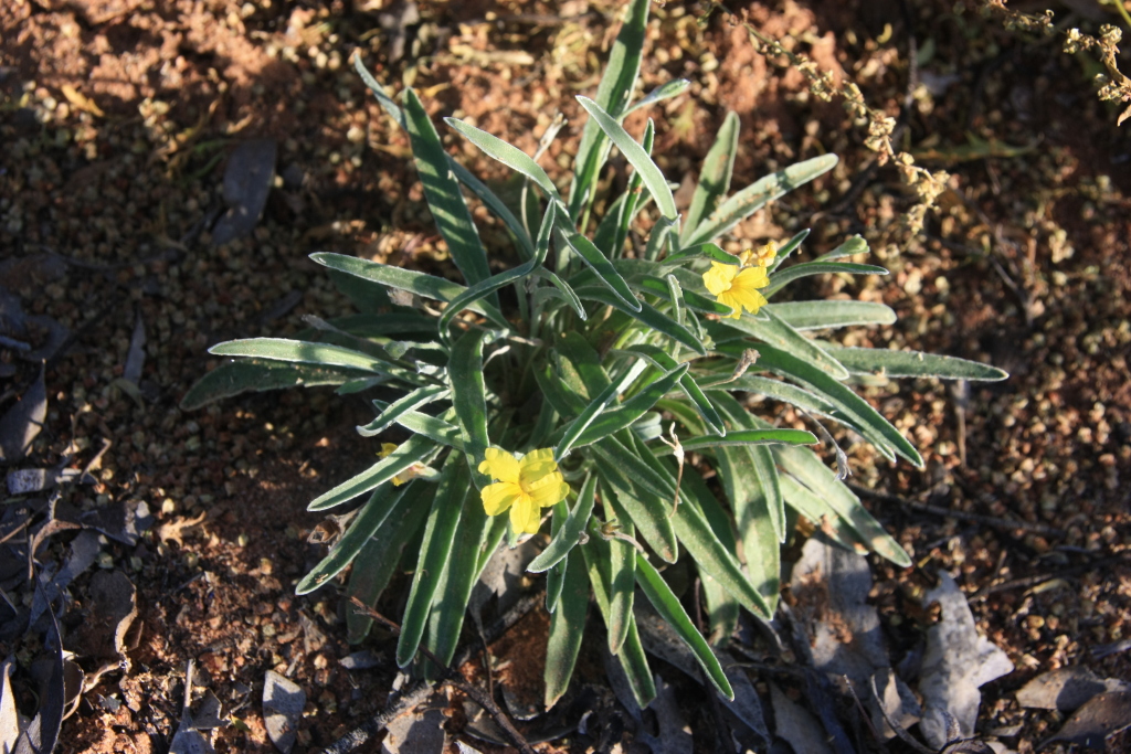 Goodenia willisiana (hero image)
