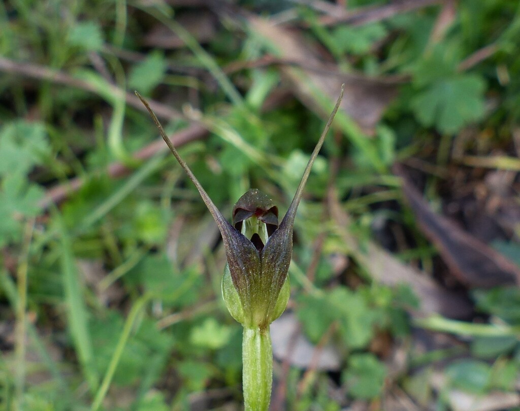Pterostylis (hero image)