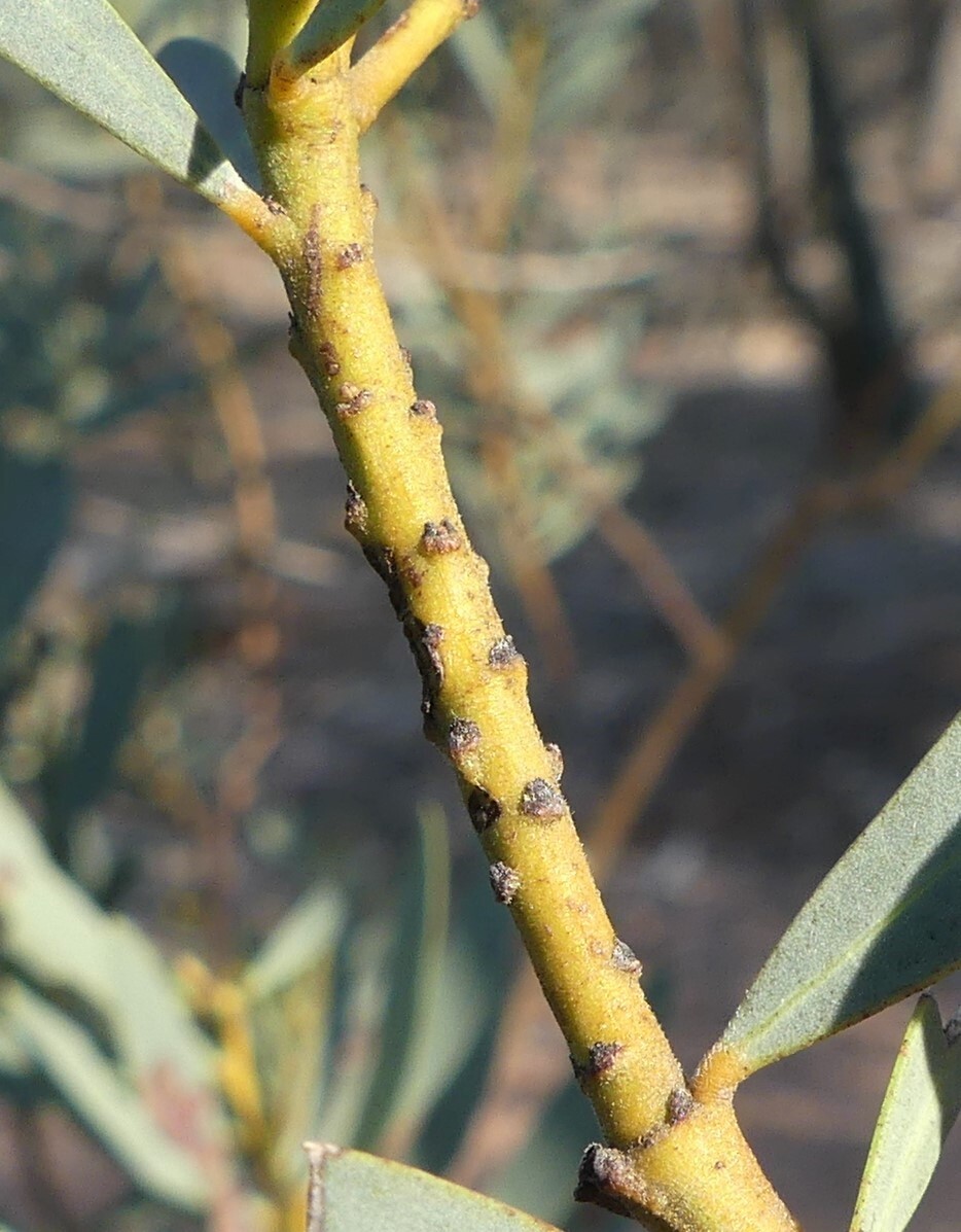 Acacia decora (hero image)