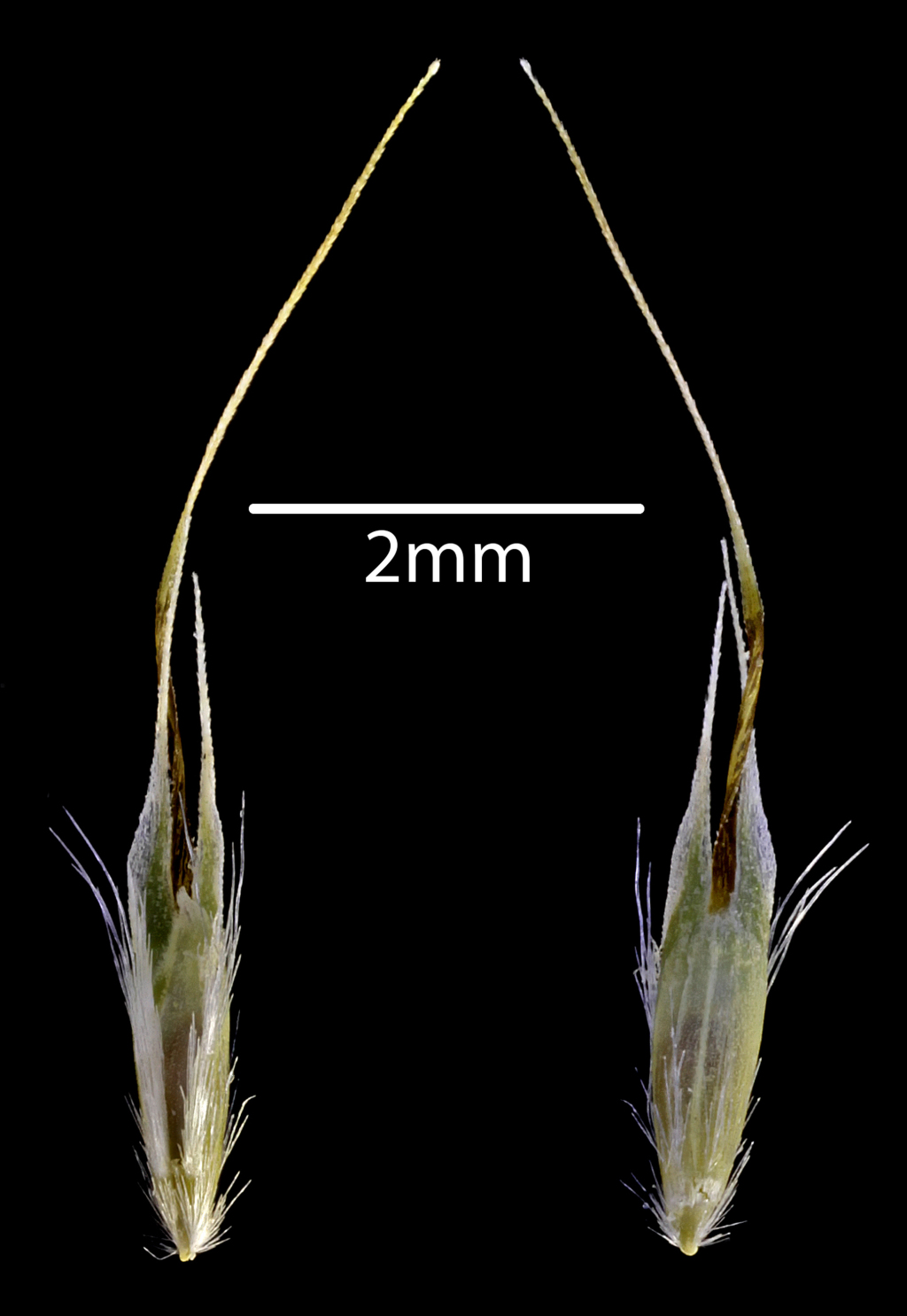 Rytidosperma setaceum (hero image)