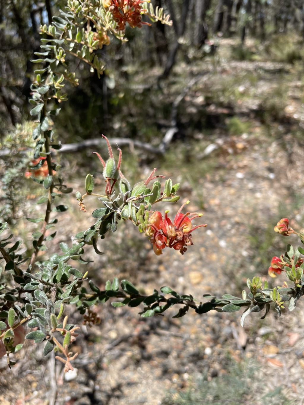 Grevillea alpina (hero image)