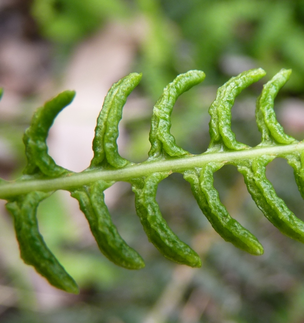 Blechnum penna-marina (hero image)