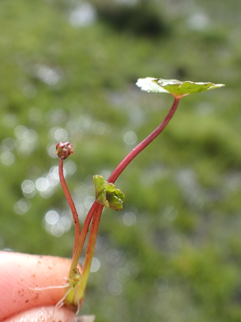 Hydrocotyle rivularis (hero image)
