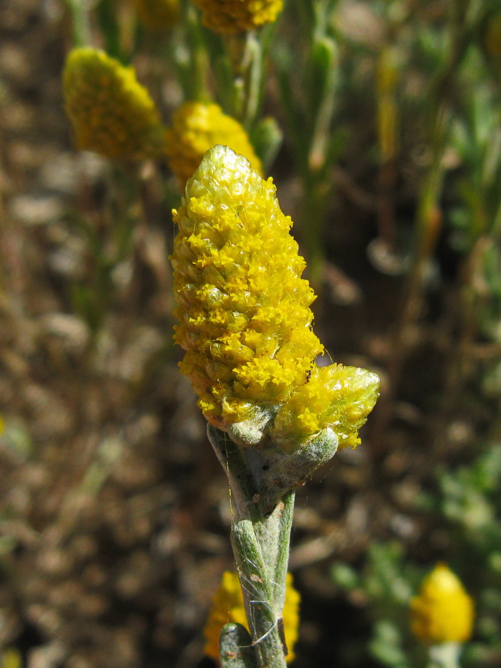 Angianthus tomentosus (hero image)