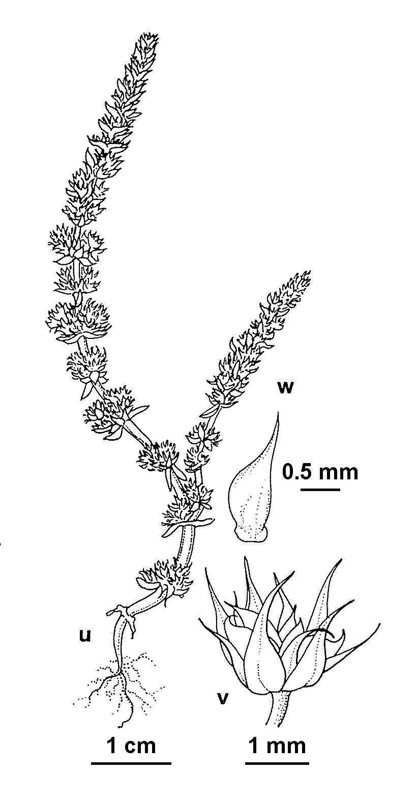 Crassula colorata var. colorata (hero image)