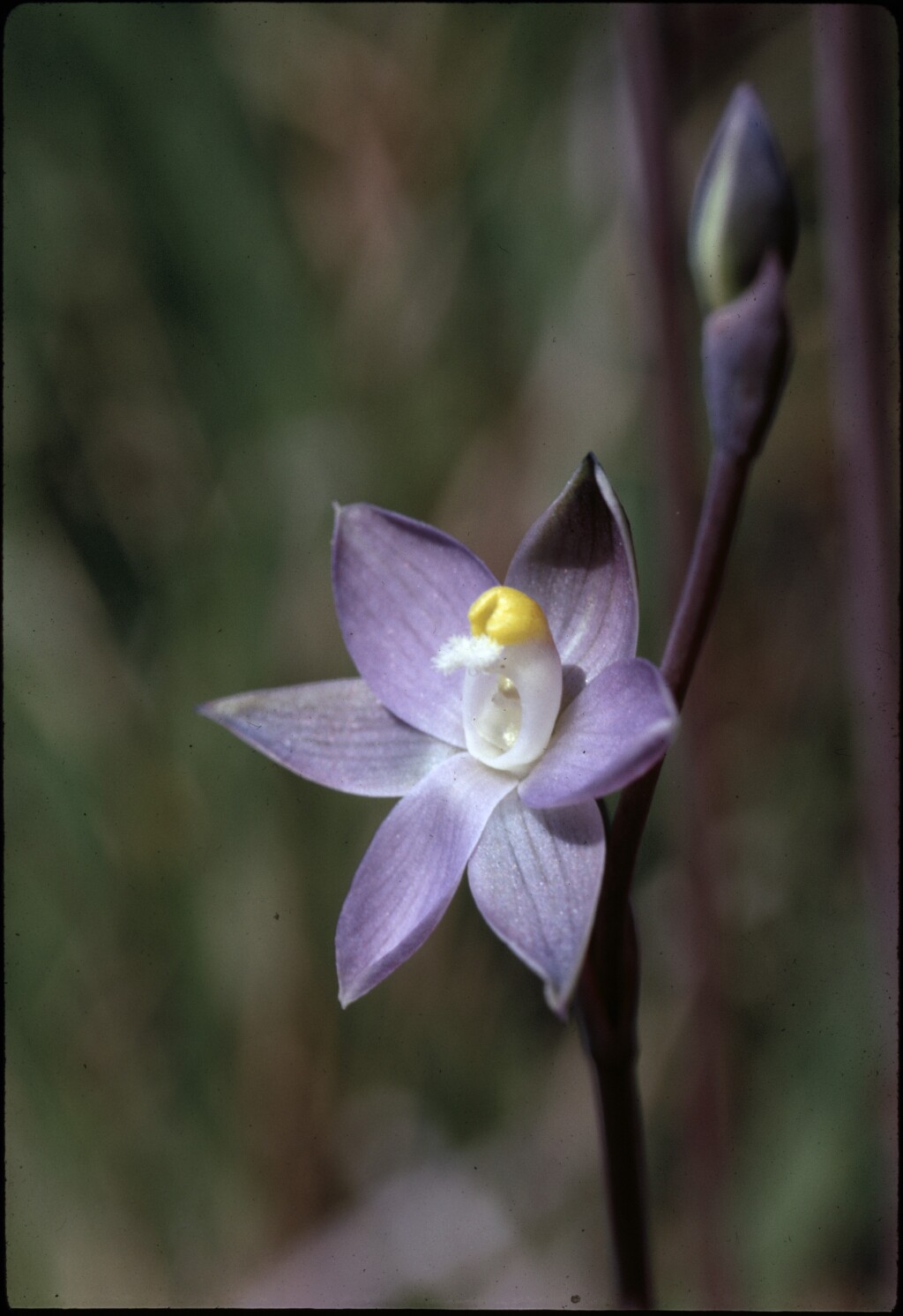 Thelymitra pauciflora (hero image)