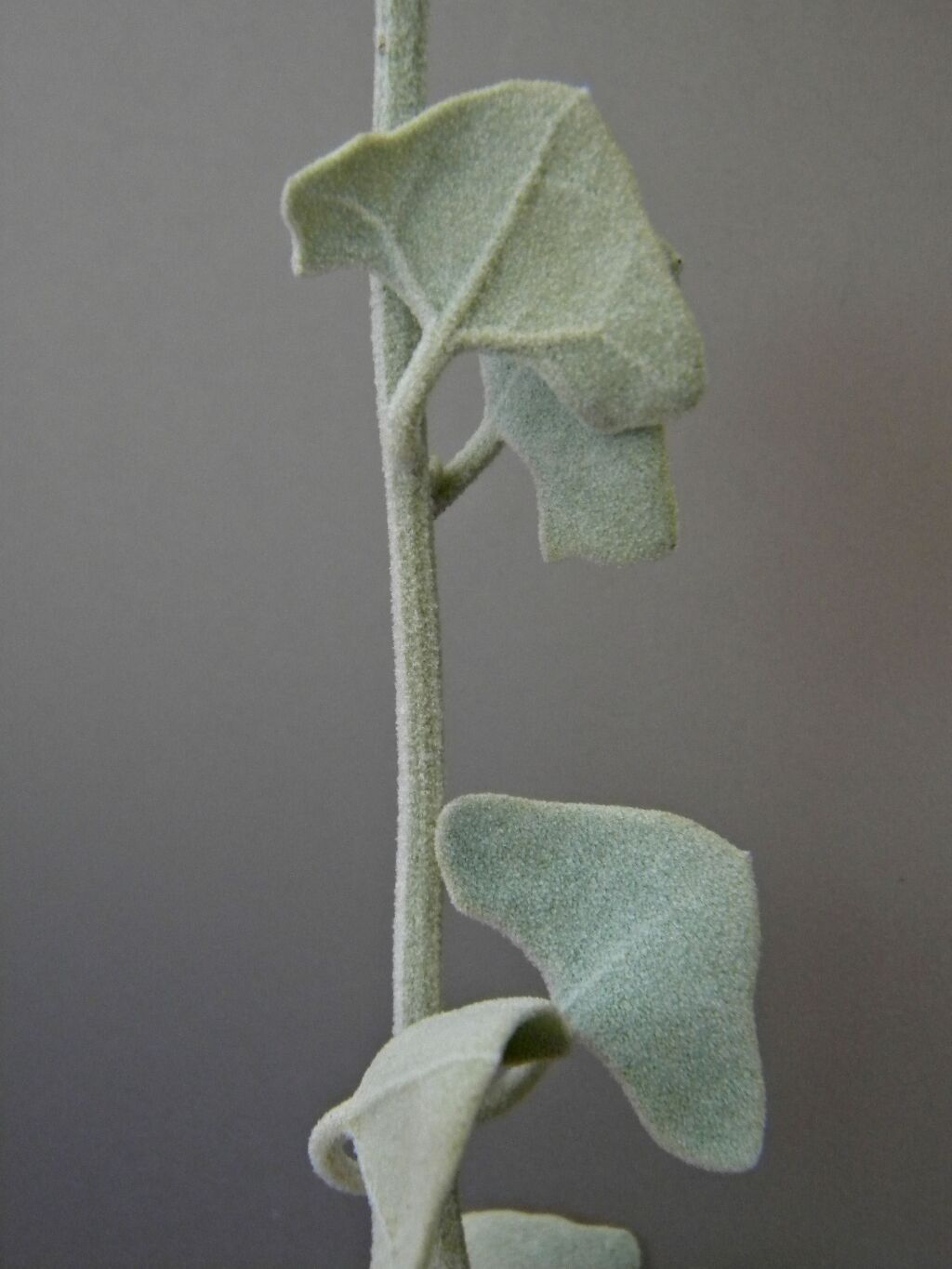 Chenopodium curvispicatum (hero image)