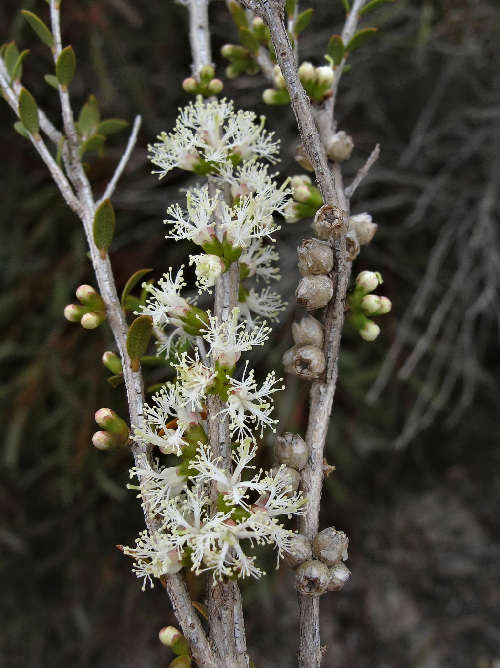 Melaleuca acuminata (hero image)