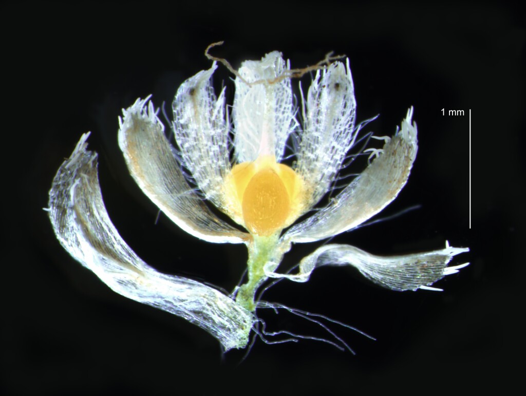 Eriocaulon scariosum (hero image)