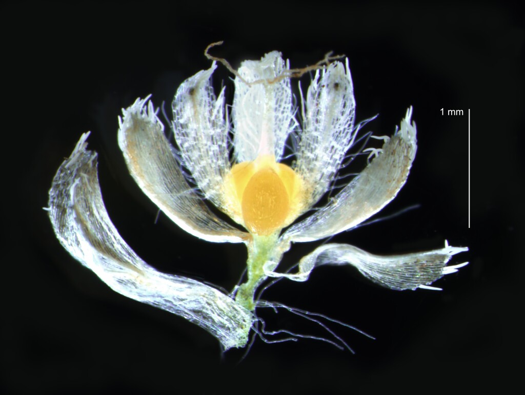Eriocaulon (hero image)