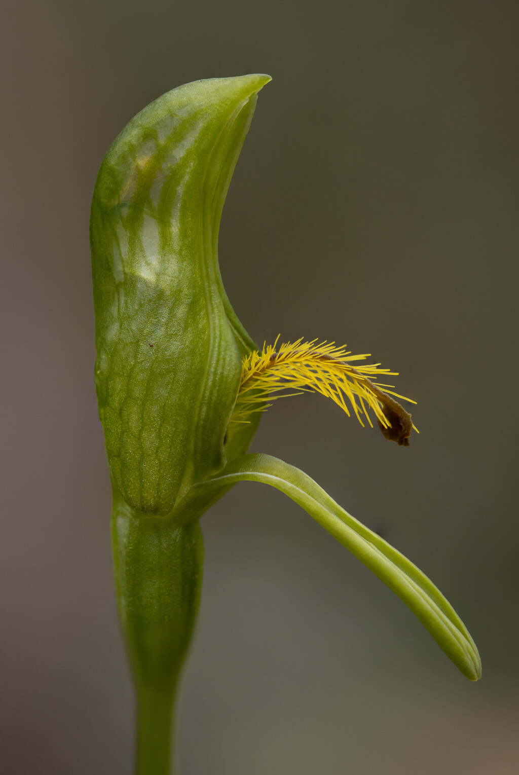 Pterostylis tasmanica (hero image)