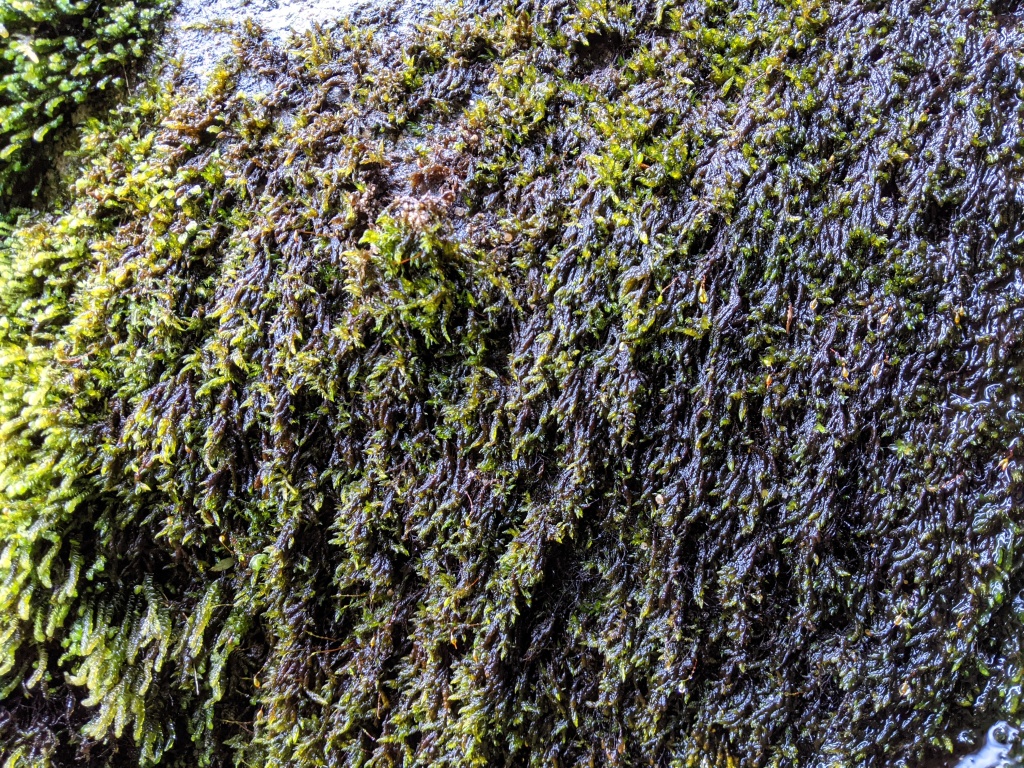 Sematophyllum uncinatum (hero image)