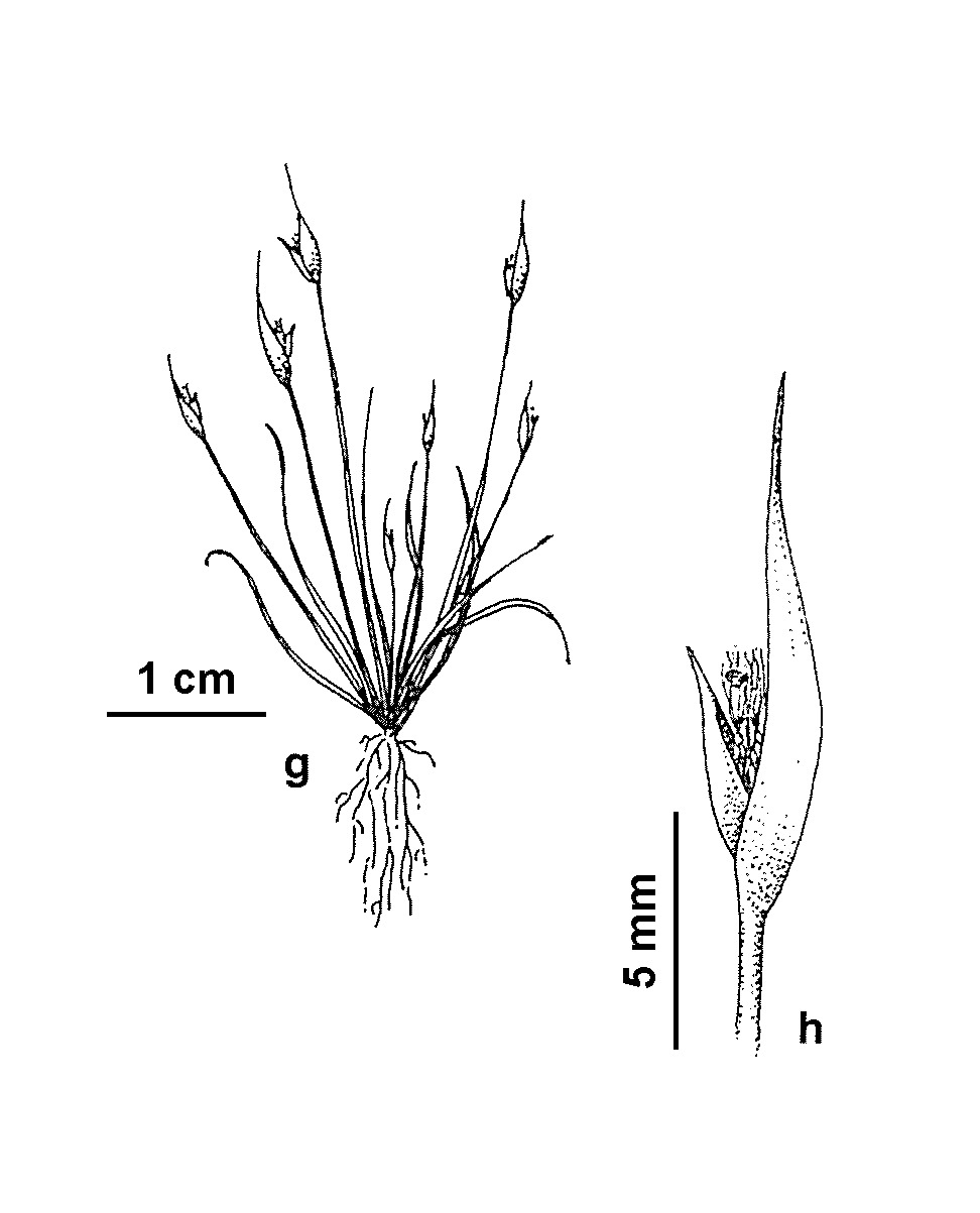 Centrolepis glabra (hero image)