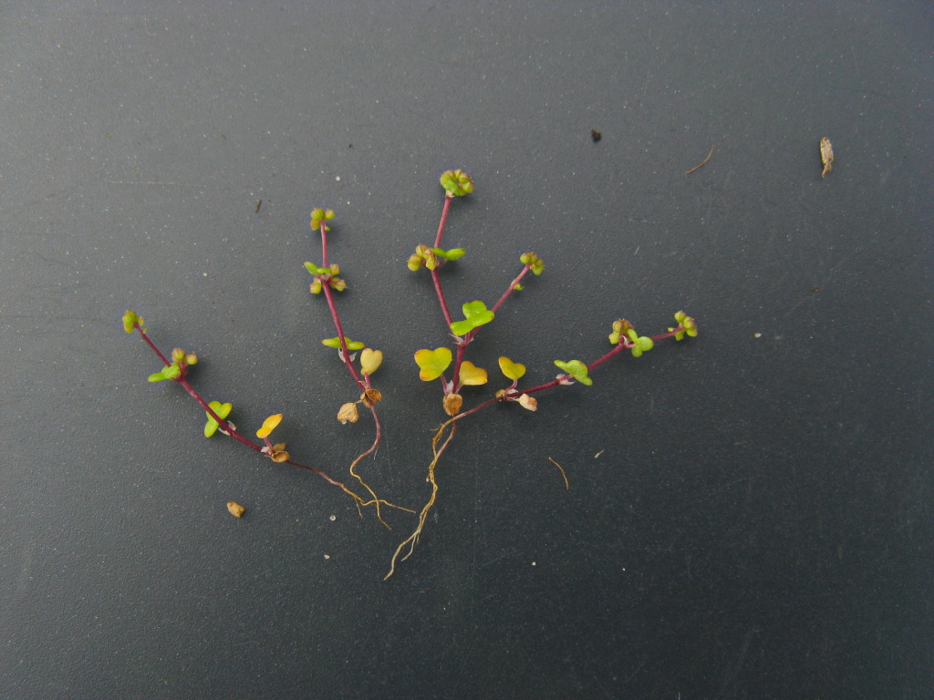 Hydrocotyle medicaginoides (hero image)