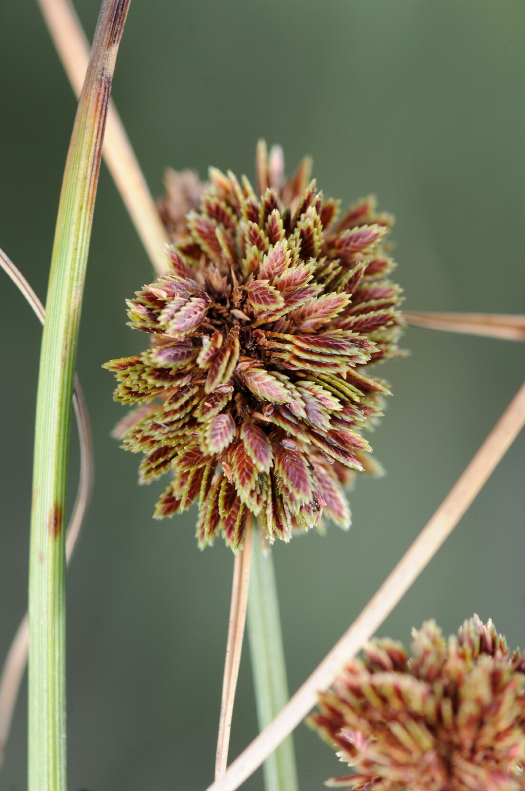 Cyperus reflexus (hero image)