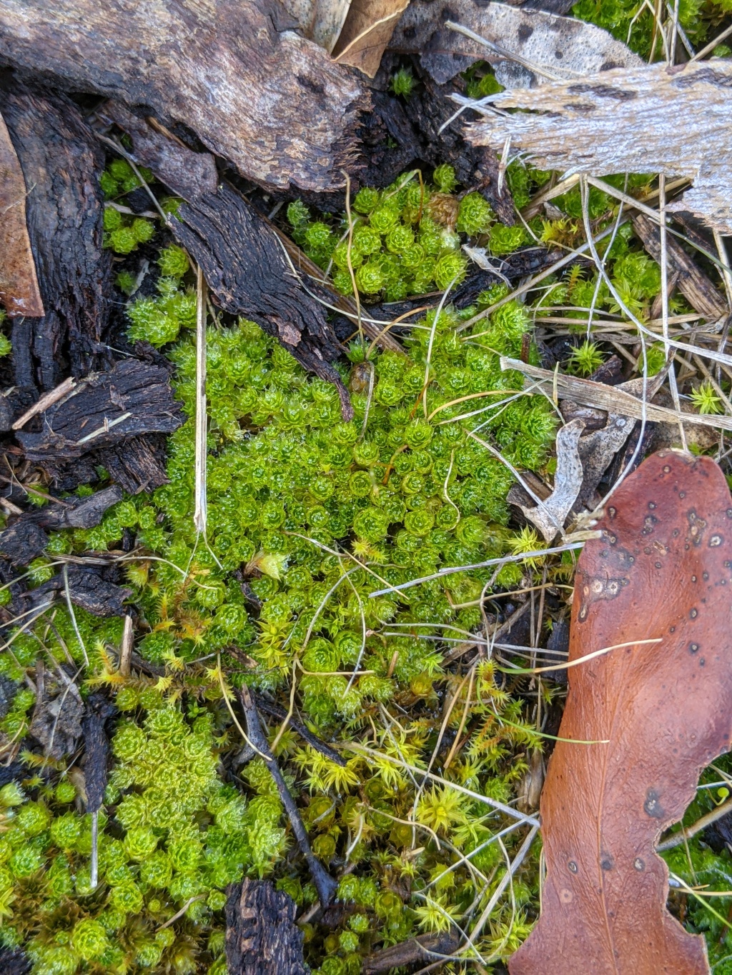 Rosulabryum (hero image)